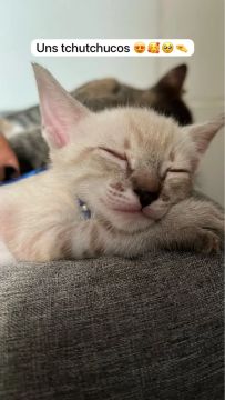 Gatinhos fofinhos para adoção responsável 