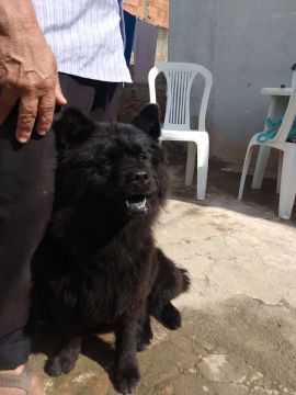 Doa-se cachorros
