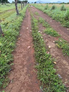 FAZENDA 390 ALQUEIRES ARGILA ACOMA DE 30 PLANTA PERMITIDO 
