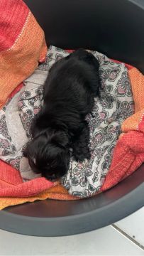 Filhote de Shih Tzu - Adorável e Carinhoso