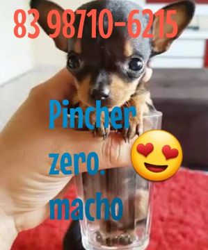 Pinscher zero macho.