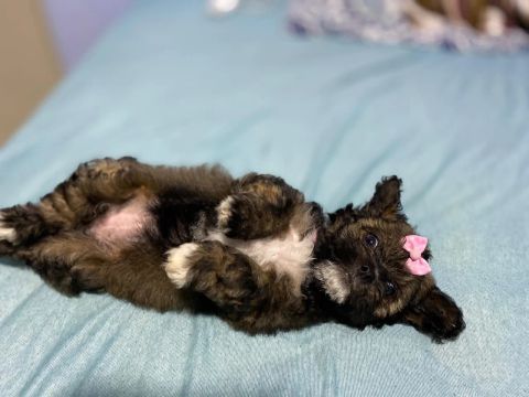Filhote de Shih Tzu Fêmea