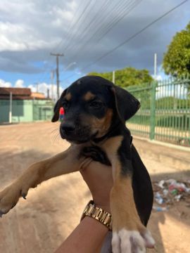 Cachorro macho para doação 