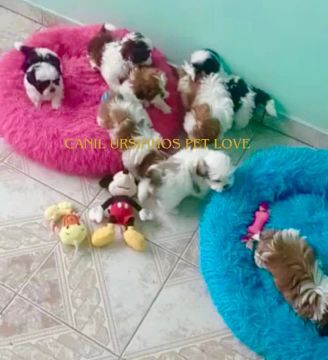 Lindos Shih-Tzus Mini - O Melhor Para Sua Família! 