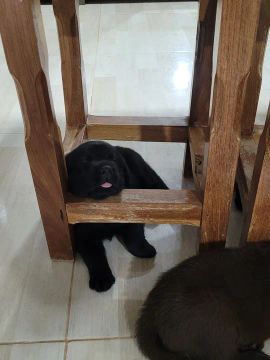 Labrador