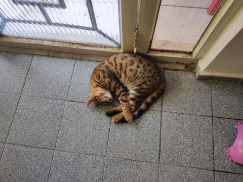 Gato Bengal