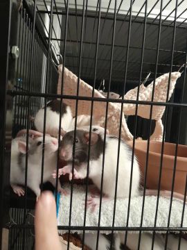 Ratos twister 