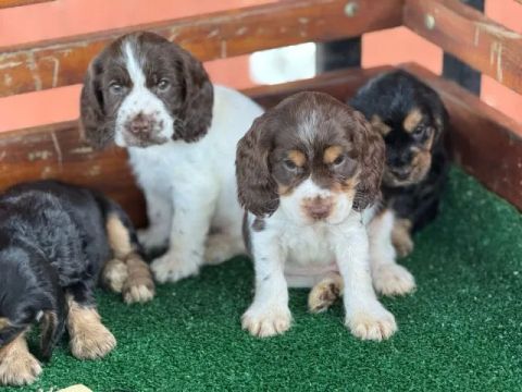 Cocker Spaniel Inglês | filhotes de 45 a 60 dias, venha conhecer!