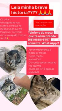Gatinha dócil precisa de um lar