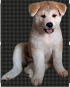 Filhote Akita Inu