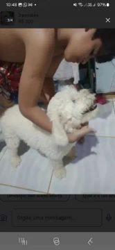 02 poodle um macho e uma femea