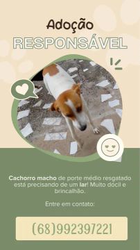 Cachorrinho de porte médio
