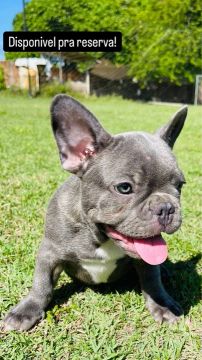 Filhote de Bulldog Francês disponível para reserva!