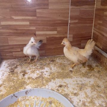 Pintos garnize 