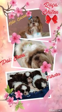 Filhotes Shih Tzu Lindos