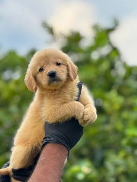 Golden Retriever - Sua alegria tem um funcinho e patinhas!