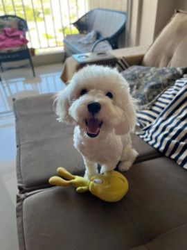 Filhote de poodle- Adorável e Carinhoso