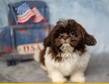 Filhote de Shih-Tzu Macho: Sua Companhia Fiel e Carinhosa