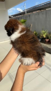 Filhote de Shih tzu fêmea 