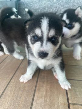 Filhotes Husky Siberiano