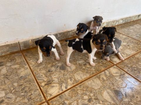 Fox paulistinha/ puros 