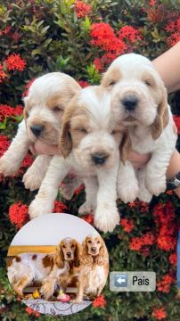 Filhotes de Cocker Spaniel Inglês