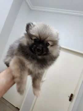 Filhote de Spitz Alemão