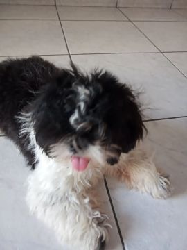 Vendo Fêmea Shih Tzu