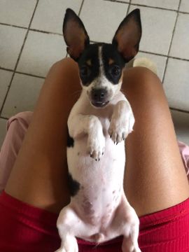 Pinscher com paulistinha fêmea 