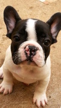 Bulldog: Charme e Personalidade Única Para Sua Família!
