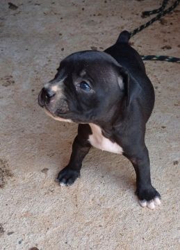 Filhote Pitbull
