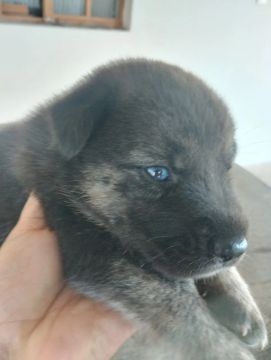 Filhote de Husky Siberiano com pastor alemão capa preta Olhos Azuis
