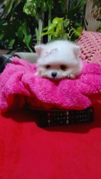 Filhote de Spitz Alemão na promoção 