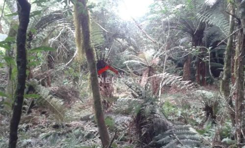 Lote em Av Chimangos - Colinas - São Francisco de Paula/RS