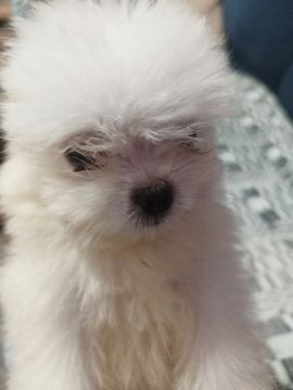 Filhote de Shitzu com lulu