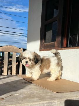 Filhote Shih Tzu