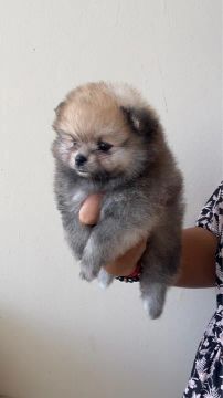 Filhote de Lulu da Pomerania / SPITZ alemão 