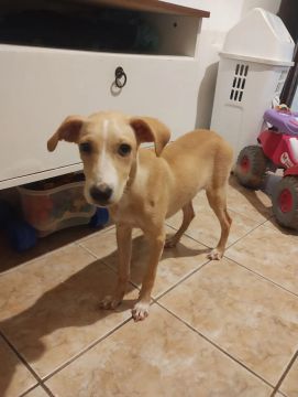 Cachorra para adoção