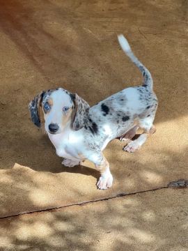 FILHOTES DE TECKEL/DACHSHUND/SALSICHINHAS 