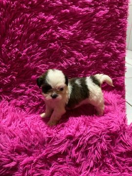 Vendo filhotes de Shih Tzu
