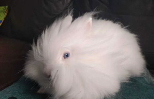 Coelhos Raça Teddy 