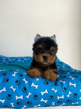 Yorkshire Terrier filhote
