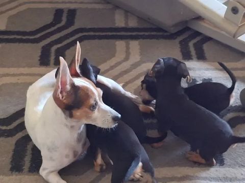 VENDO FILHOTE PINSCHER