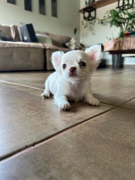 Chihuahua fêmea filhote branco com manchas douradas 