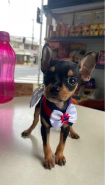 Pinscher macho mini disponível $1.300,00