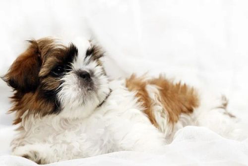 Shih-Tzu Micro Branco e Caramelo Fêmea - Encantadora e Muito Educada!