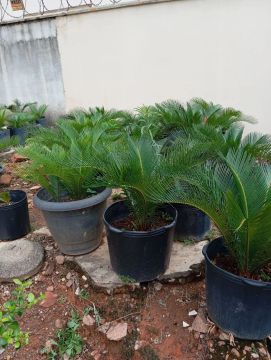 Mudas de Palmeira Cycas Revoluta - Plantas Exóticas!