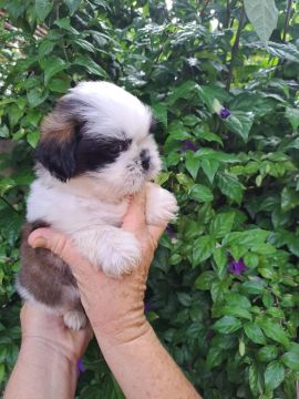 Filhote Shih Tzu - Adorável!