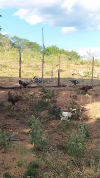 Galos bonitos e saudáveis 