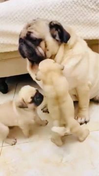 Vendo filhote de pug mini abricot 